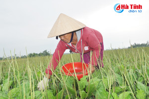 Được mùa dược liệu, nông dân Cẩm Phúc "mừng như bắt được vàng"