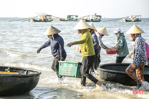 Gặp đúng luồng cá mờm cơm, ngư dân Lộc Hà thu “tiền tươi” tại bãi