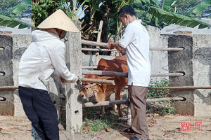 Khống chế bệnh lở mồm long móng trên gia súc ở xã ven biển Hà Tĩnh