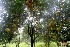 Ngắm những cây cam “siêu quả” ở Hà Tĩnh