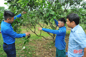 Chuyện làm giàu trên núi của thanh niên miền sơn cước Hà Tĩnh