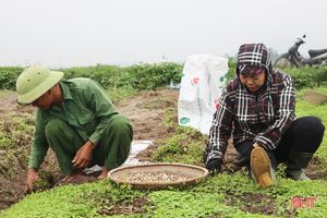 Hành tăm được giá, nông dân Hà Tĩnh thu hoạch tới đâu bán hết tới đó