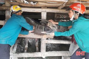 Gần 10 nghìn con trâu, bò ở Vũ Quang được tiêm vắc-xin viêm da nổi cục