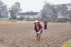 Nông dân Hà Tĩnh hối hả ra đồng sản xuất lạc xuân