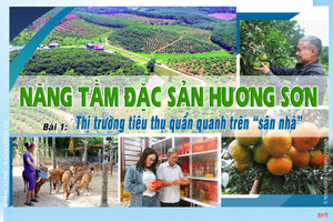 Khi cam bù, nhung hươu Hà Tĩnh vẫn quẩn quanh trên “sân nhà”!