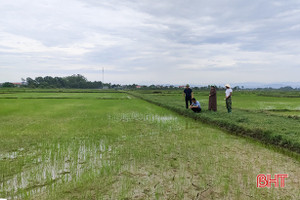 Hà Tĩnh: Cơ cấu giống lúa phù hợp, đảm bảo vụ hè thu “ăn chắc”