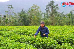 Chè Hà Tĩnh đạt sản lượng chè búp tươi cao nhất từ trước đến nay