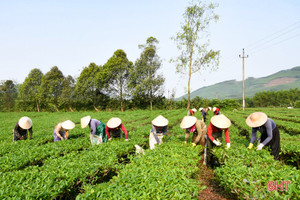 Năng suất cao, giá tốt, người trồng chè Kỳ Anh phấn khởi