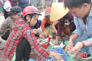 Mùa biển động, ngư dân Lộc Hà đánh lưới gần bờ vẫn “đút túi” tiền triệu mỗi ngày