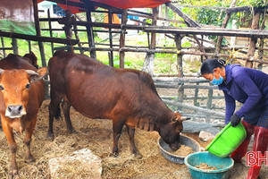 Huyện Kỳ Anh quyết liệt kiềm chế, kiểm soát 2 loại dịch bệnh trên đàn vật nuôi