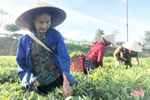 Nông dân huyện miền núi Hà Tĩnh kém vui khi chè “rớt” giá, năng suất giảm