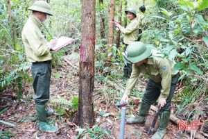REDD+ ở Việt Nam giai đoạn 2 đánh giá chứng chỉ rừng tại Hà Tĩnh
