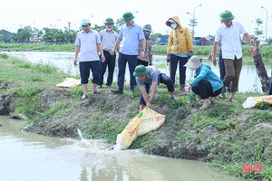 TP Hà Tĩnh thả hơn 4,5 tấn trai và cá tái tạo nguồn lợi thủy sản