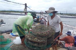 Hà Tĩnh: Nguồn cung khan hiếm, giá tôm tăng mạnh