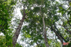 Hơn 25.700 ha rừng Hà Tĩnh có “vé thông hành” vào thị trường gỗ quốc tế