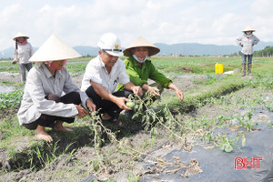 Dưa hấu chết hàng loạt, nông dân Thạch Lưu "đứng ngồi không yên"