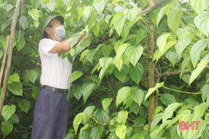 Trầu không “tiến vua” ở Hà Tĩnh “đắt như tôm tươi”!