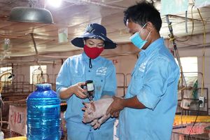Các trại nái gia tăng sản xuất con giống phục vụ thị trường cuối năm ở Hà Tĩnh