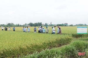 Mô hình sản xuất lúa theo hướng hữu cơ ở Cẩm Xuyên cho lợi nhuận cao