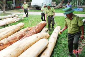 9 tháng, 206 vụ vi phạm pháp luật về bảo vệ, phát triển rừng