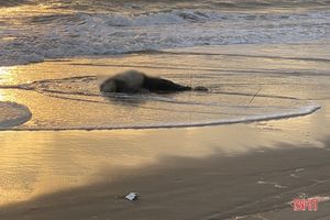 Phát hiện thi thể người đàn ông trôi dạt vào bờ biển Nghi Xuân