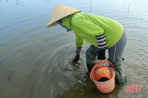 Tranh thủ thời gian nhàn rỗi, nông dân Hà Tĩnh rủ nhau xuống đồng bắt cua