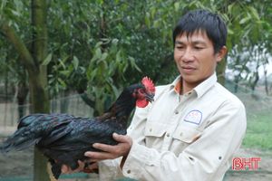 Tết này, “thủ phủ” nuôi gà ở Cẩm Xuyên sẽ thu về số tiền khủng