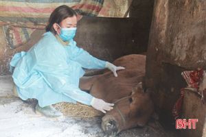 Chưa dứt viêm da nổi cục trên trâu bò, nông dân Can Lộc lại khổ vì tả lợn châu Phi