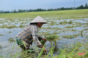 Nông dân Hà Tĩnh bì bõm gặt lúa ngập sâu trong nước lũ