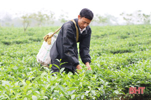 Nông dân Hương Khê tất bật hái tạo hình chè công nghiệp