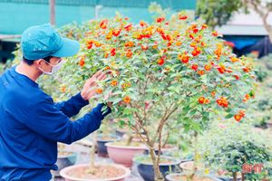 Các nhà vườn ở TP Hà Tĩnh sẵn sàng cung ứng hoa, cây cảnh đón tết