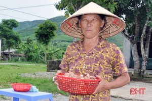 Hái nấm tràm vùng thượng Kỳ Anh, thu tiền triệu mỗi ngày