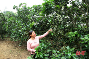 Ngành chuyên môn trả lời về nguyên nhân bưởi Phúc Trạch trên đất Thượng Lộc đậu quả ít