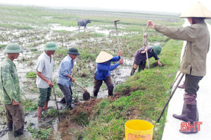 52 héc-ta lúa xuân ở Hà Tĩnh bị chuột tấn công