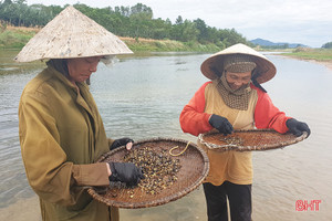 Mùa hến trên sông Ngàn Phố