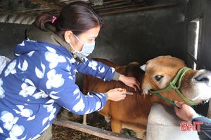 Hà Tĩnh: Nhiều địa bàn không phát sinh dịch bệnh trên gia súc sau 21 ngày