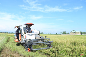 Đồng ruộng Hà Tĩnh rộn ràng thu hoạch sớm vụ lúa hè thu