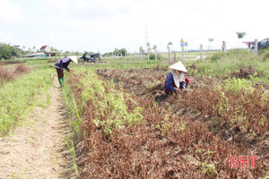 Vựa rau thơm lớn nhất Hà Tĩnh khẩn trương khôi phục sản xuất sau mưa lũ