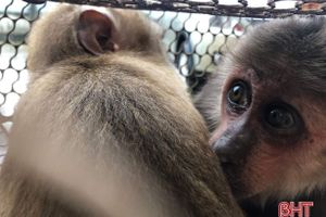 Bàn giao 2 cá thể khỉ quý hiếm cho Vườn Quốc gia Vũ Quang