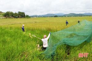 Người dân Nghệ An vào Hà Tĩnh "săn" cào cào, kiếm tiền triệu