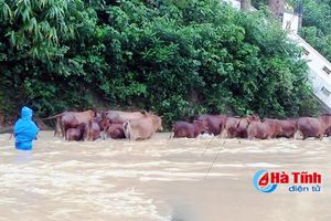 Vũ Quang "chạy" lũ, Hương Sơn đề phòng xả tràn thủy điện