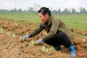 Vựa rau màu TX Kỳ Anh tất bật xuống giống vụ đông