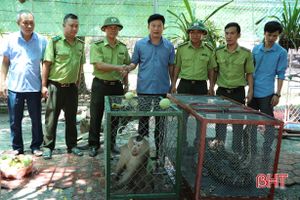 Bàn giao cá thể khỉ đuôi lợn và trăn đất cho Vườn Quốc gia Vũ Quang