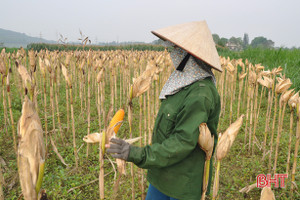 “Quên” lễ, nông dân Vũ Quang ra đồng thu hoạch ngô đông