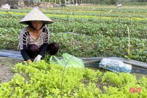 Nông dân “vựa rau” giống Can Lộc tất bật vào mùa thu hoạch