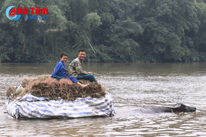 Nín thở nhìn xe trâu "cõng" lúa vượt sông Ngàn Sâu