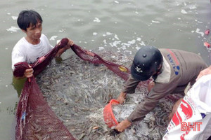 2 cơ sở nuôi tôm trên cát ở Nghi Xuân đạt hơn 250 tấn sản phẩm