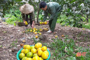 Nông dân Hà Tĩnh xót xa nhìn hàng trăm ha cam rụng quả vì mưa lũ