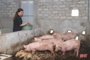 Lộc Hà thí điểm mô hình chăn nuôi lợn hữu cơ