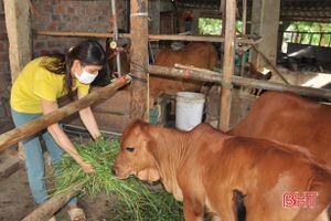 Dịch bệnh đàn vật nuôi được kiểm soát, nông dân Hà Tĩnh mạnh dạn tái đàn